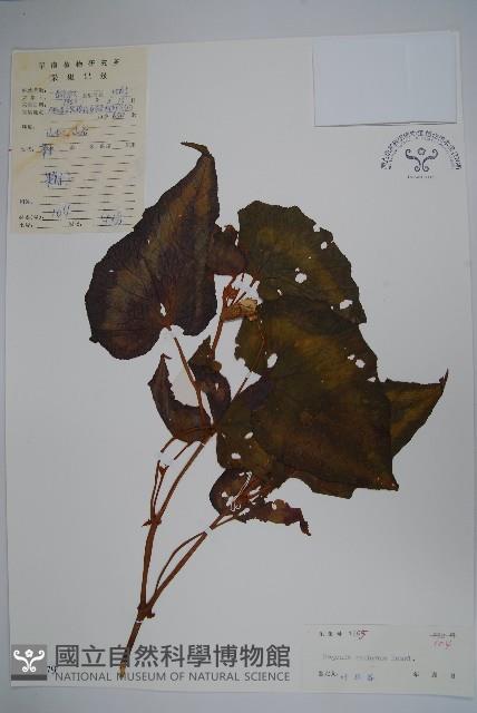 花葉秋海棠藏品圖，第1張