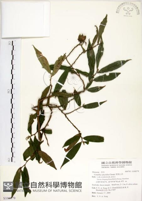 柳葉山茶藏品圖，第1張