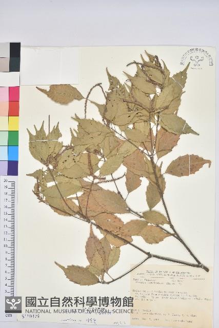 油葉石櫟藏品圖，第1張