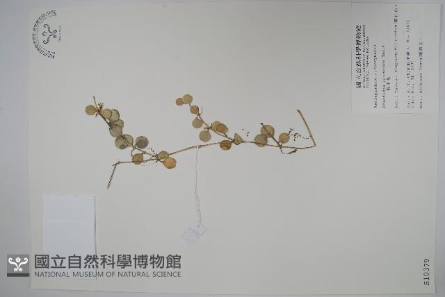 風不動藏品圖，第1張