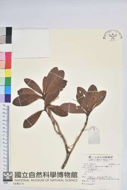 血紅杜鵑藏品圖，第1張