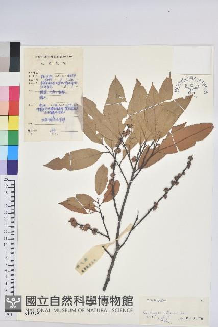 火燒柯、栲樹藏品圖，第1張