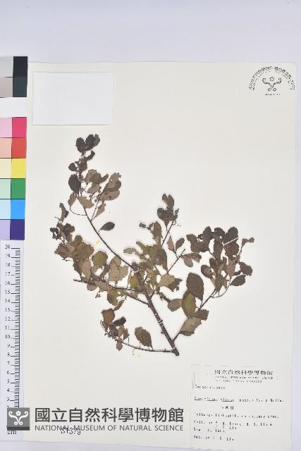 白飯樹藏品圖，第1張