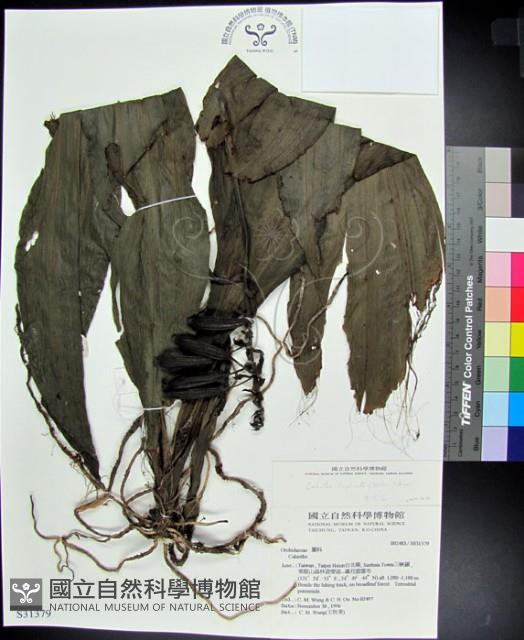 白鶴蘭藏品圖，第1張