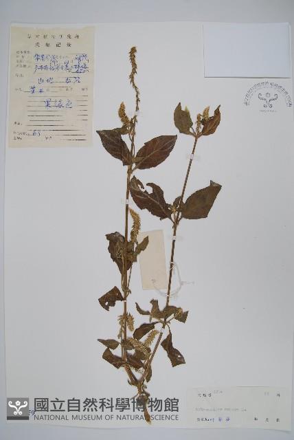 土牛膝藏品圖，第1張