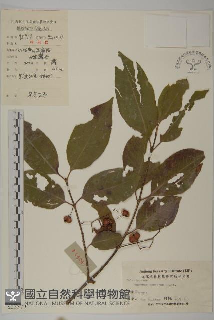 厚葉衛矛, 源一木藏品圖，第1張