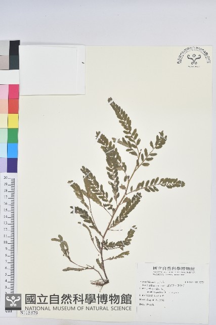 葉下珠、珠仔草藏品圖，第1張