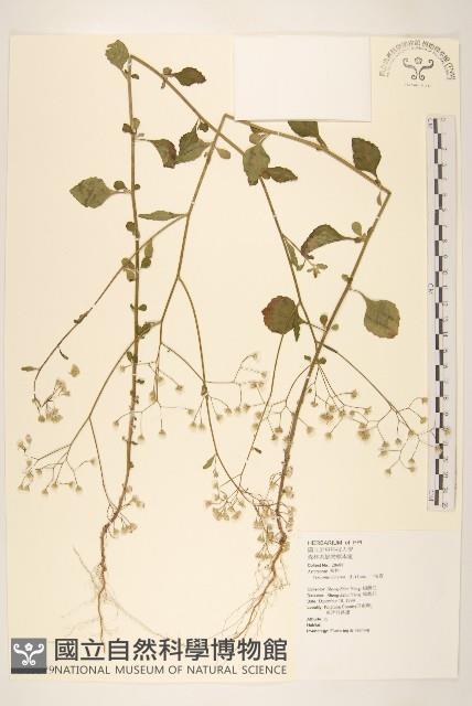 一枝香藏品圖，第1張