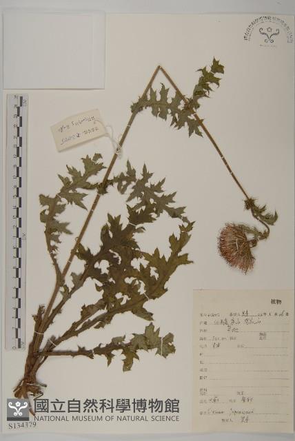 小薊藏品圖，第1張