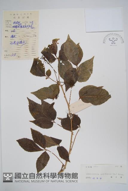 三葉五加、三加皮藏品圖，第1張