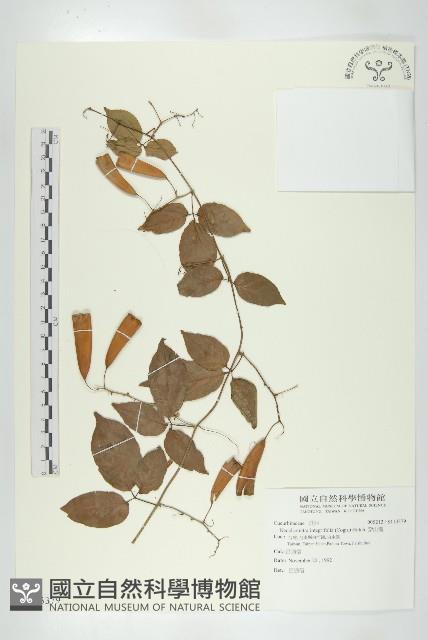 穿山龍藏品圖，第1張