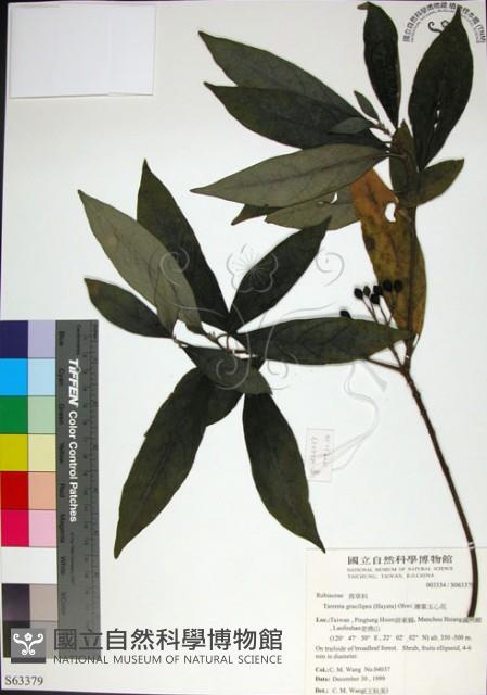 薄葉玉心花藏品圖，第1張