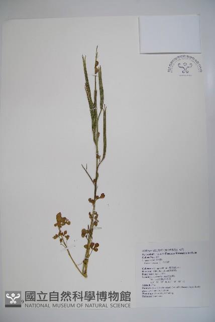 向天黃藏品圖，第1張