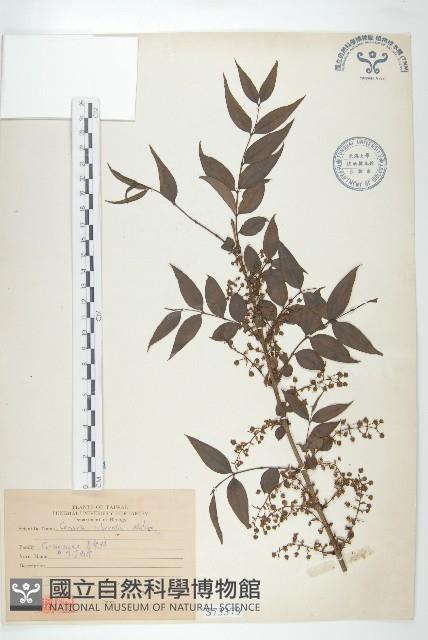 臺灣馬桑藏品圖，第1張