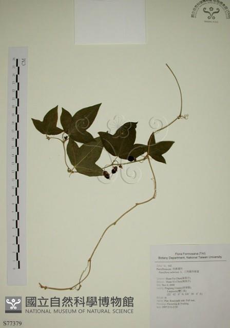 三角葉西番蓮藏品圖，第1張