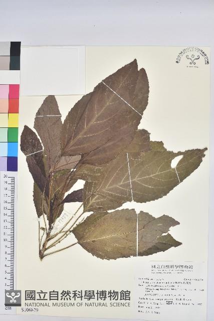 假鐵莧藏品圖，第1張