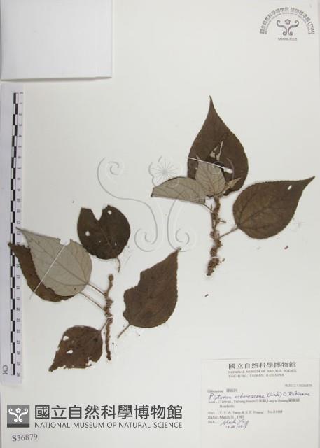 落尾麻藏品圖，第1張