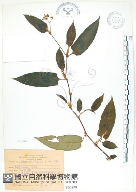 火炭母草、清飯藤藏品圖，第1張