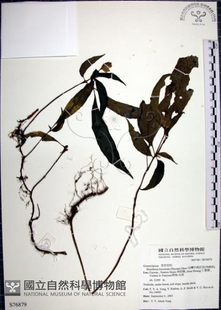 角桐草、台灣半蒴苣苔藏品圖，第1張