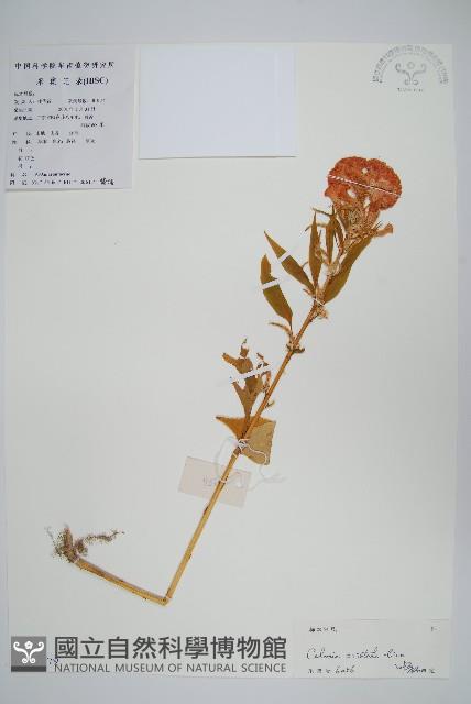雞冠花藏品圖，第1張