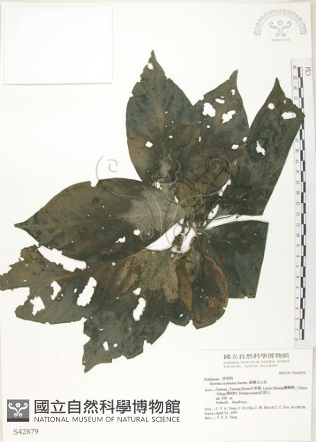 錫蘭玉心花藏品圖，第1張