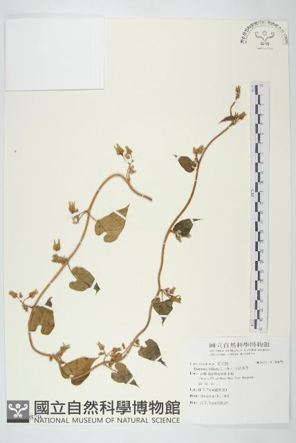 白花牽牛藏品圖，第1張