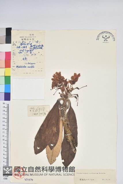 革葉杜鵑藏品圖，第1張