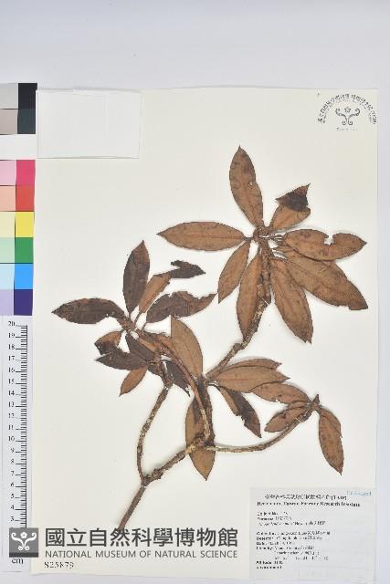 森氏杜鵑、森氏滿江紅藏品圖，第1張