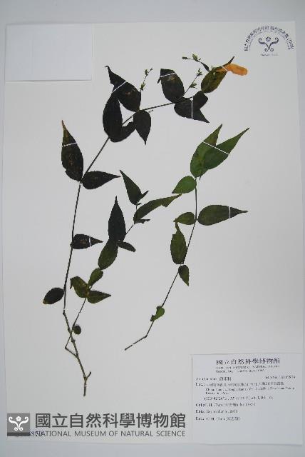 登錄號:S115879藏品圖，第1張