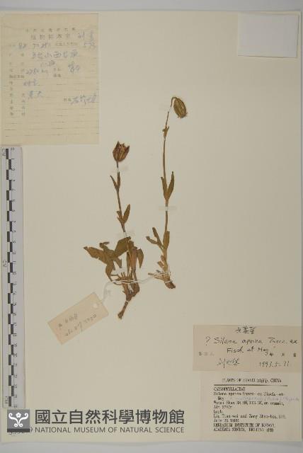 女婁菜藏品圖，第1張