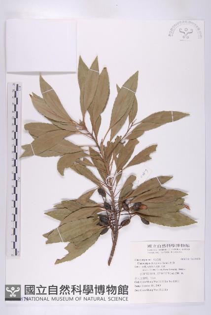 杜英藏品圖，第1張