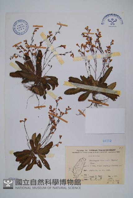 哈哼花藏品圖，第1張