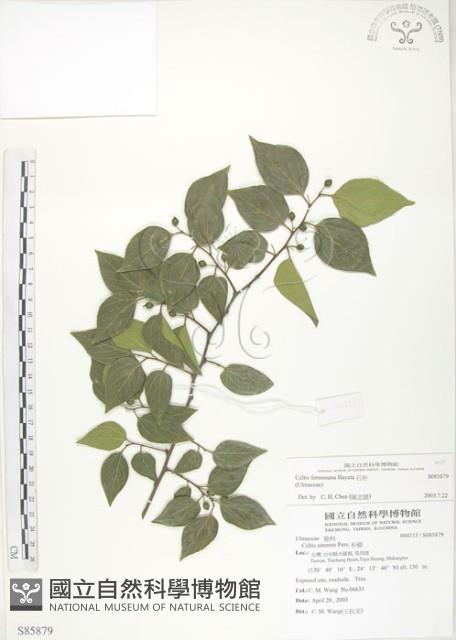 石朴藏品圖，第1張