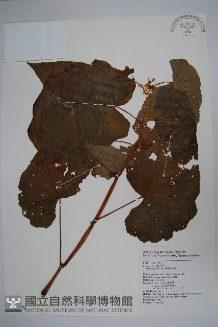 圓果秋海棠藏品圖，第1張