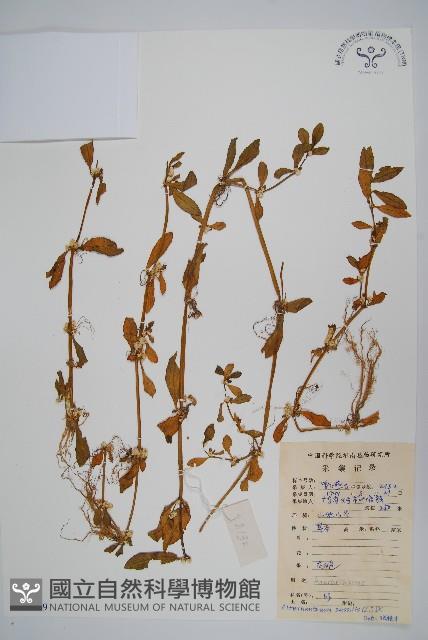 蓮子草藏品圖，第1張