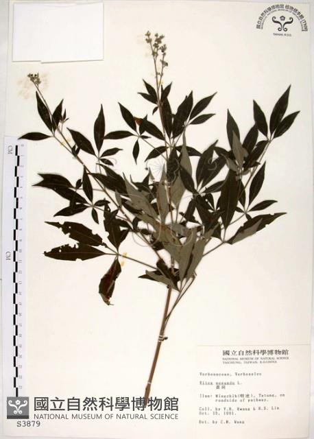 黃荊藏品圖，第1張