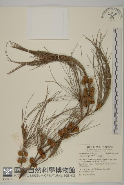 木麻黃藏品圖，第1張