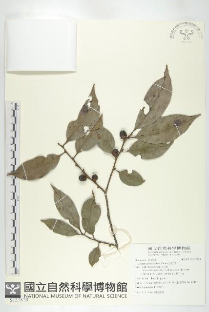 山紅柿藏品圖，第1張