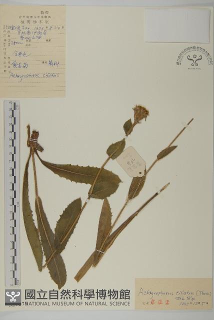 貓兒菊藏品圖，第1張