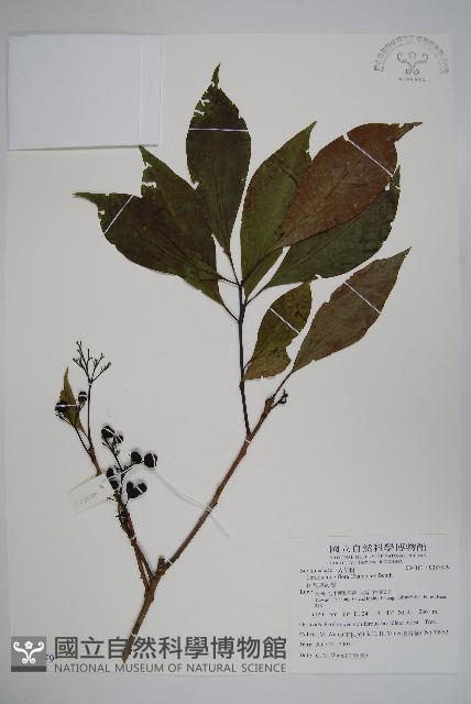 長花厚殼樹藏品圖，第1張