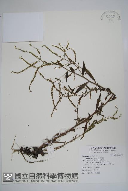 登錄號:S096979藏品圖，第1張