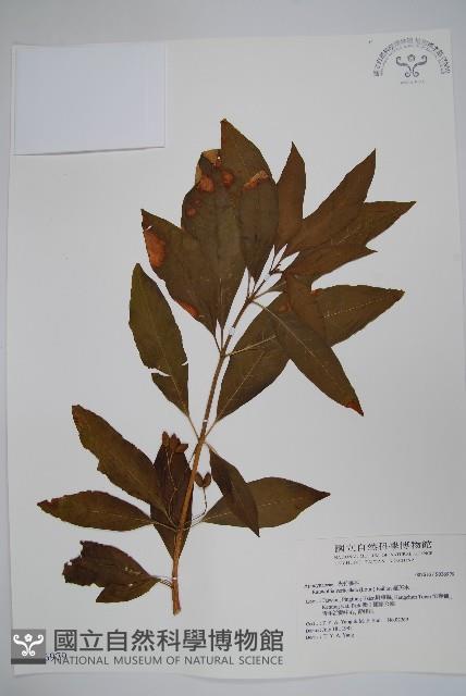 蘿芙木藏品圖，第1張