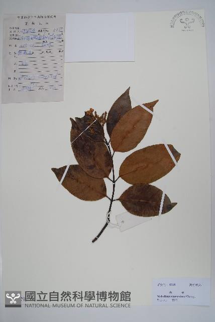 山橙藏品圖，第1張