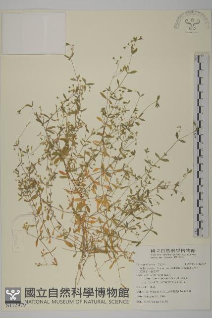 天蓬草、雀舌草藏品圖，第1張