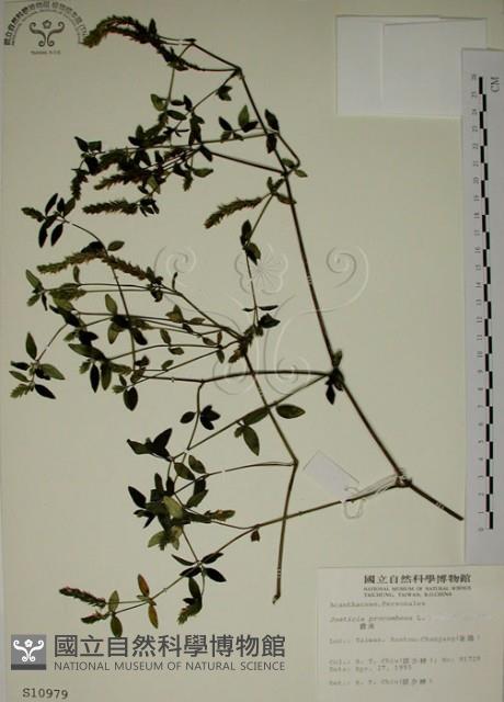 爵床藏品圖，第1張