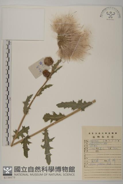 煙管草藏品圖，第1張