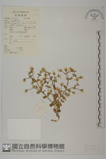 雲南蚤綴藏品圖，第1張