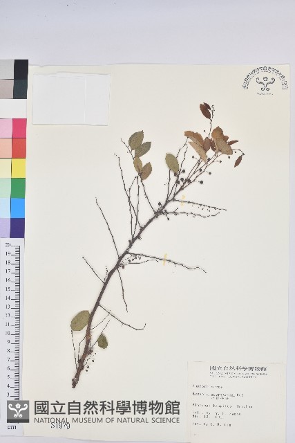 小紅仔珠藏品圖，第1張