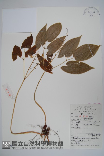 光葉淫羊藿藏品圖，第1張
