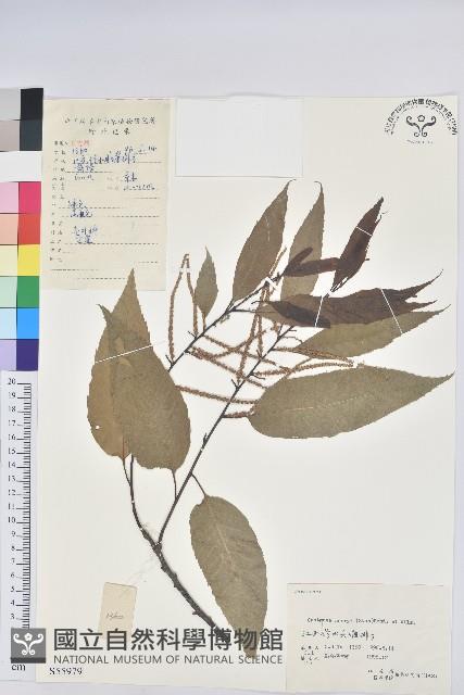 錐栗藏品圖，第1張